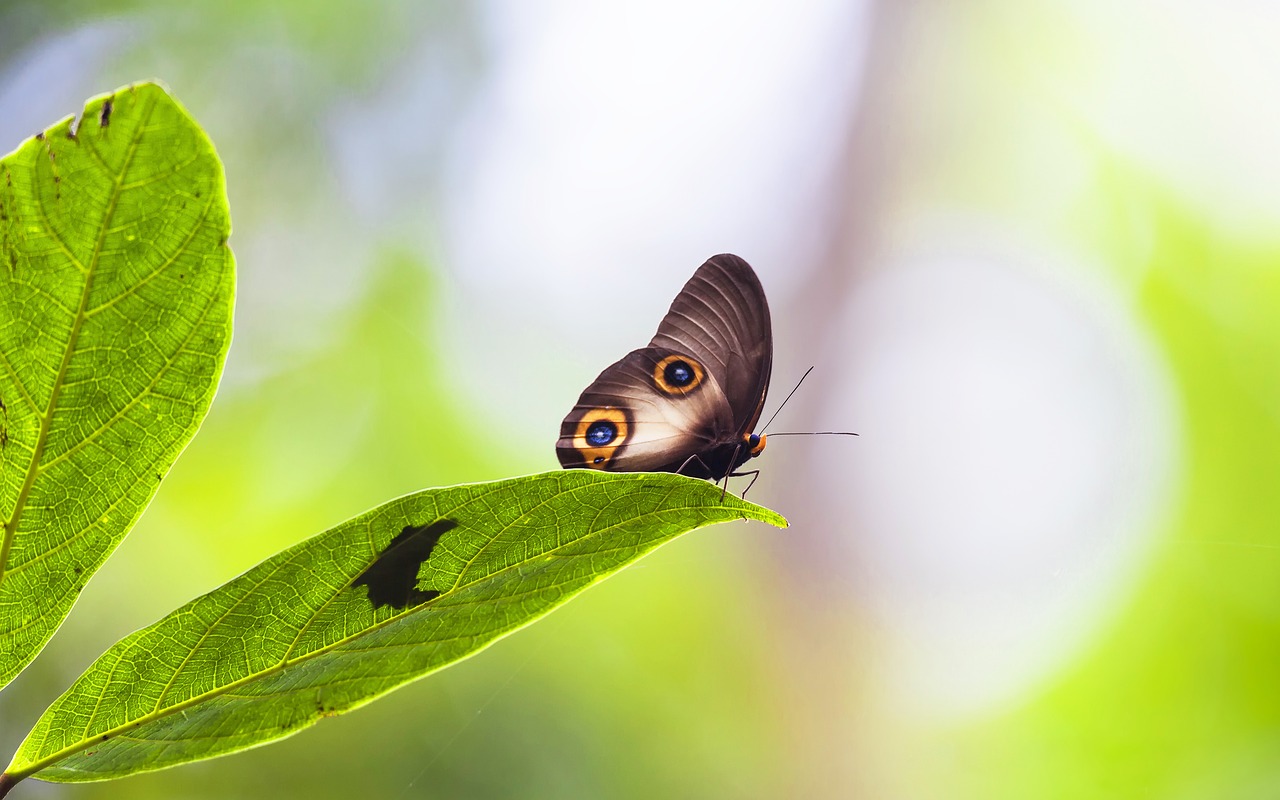 insect janome chow leaf free photo