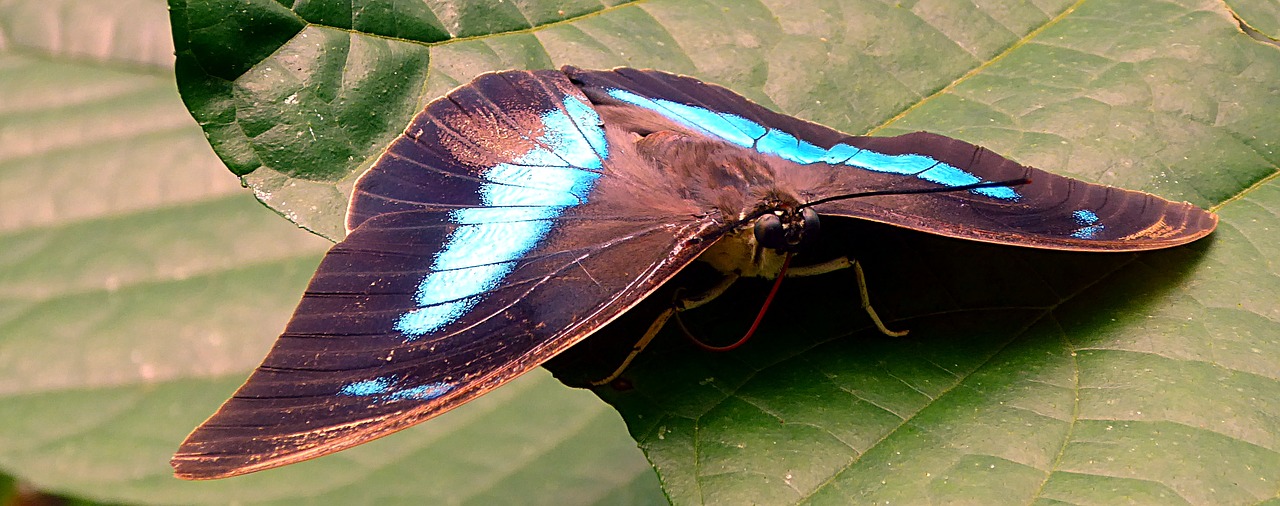 insect butterfly lepidoptera free photo