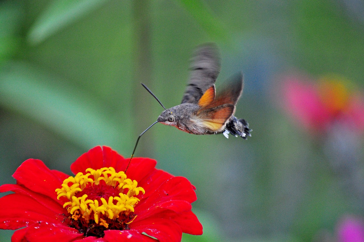 insect moth the hummingbird hawk-purple free photo