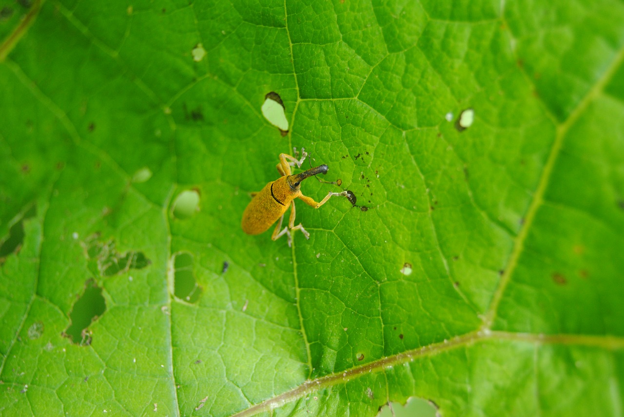 insect leaf nature free photo