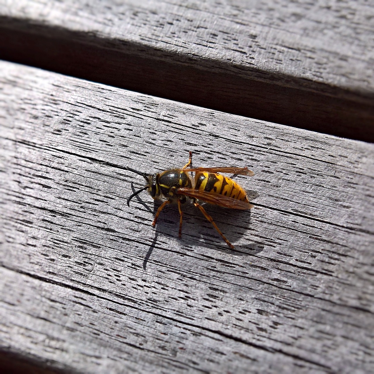 insect wasp wasp queen free photo