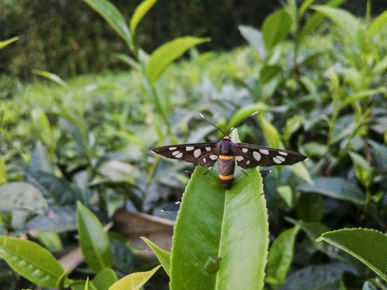 insect fly bug free photo