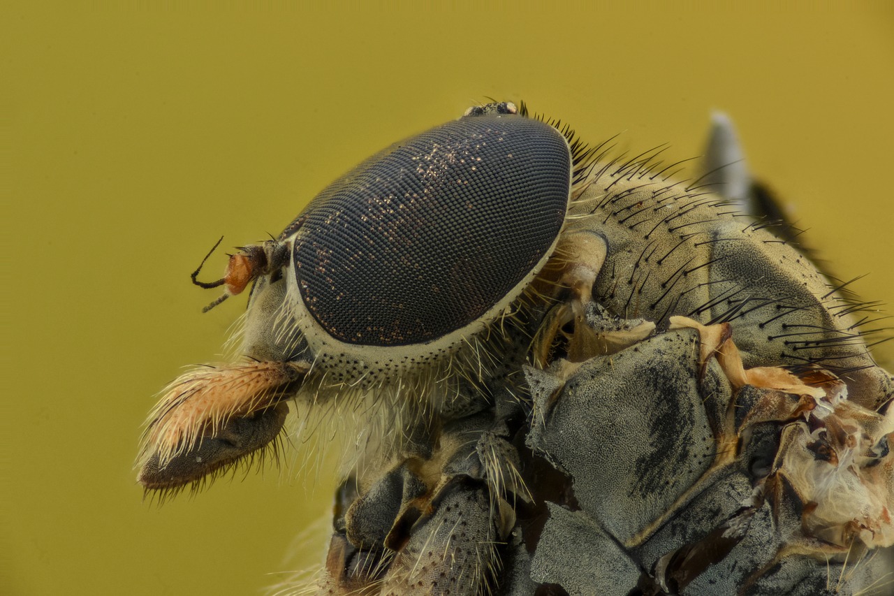 insect eyes macro free photo