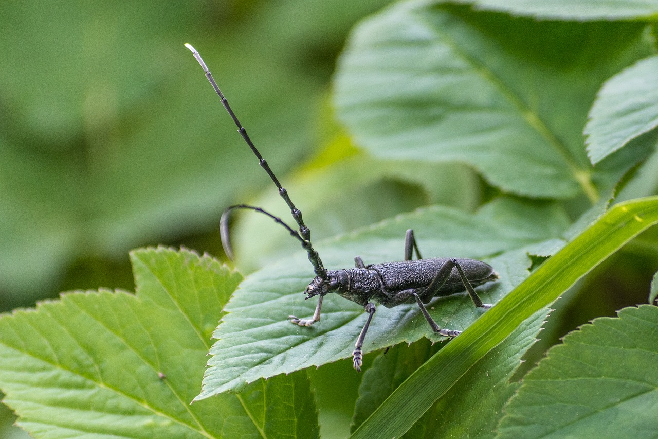 insect beetle nature free photo