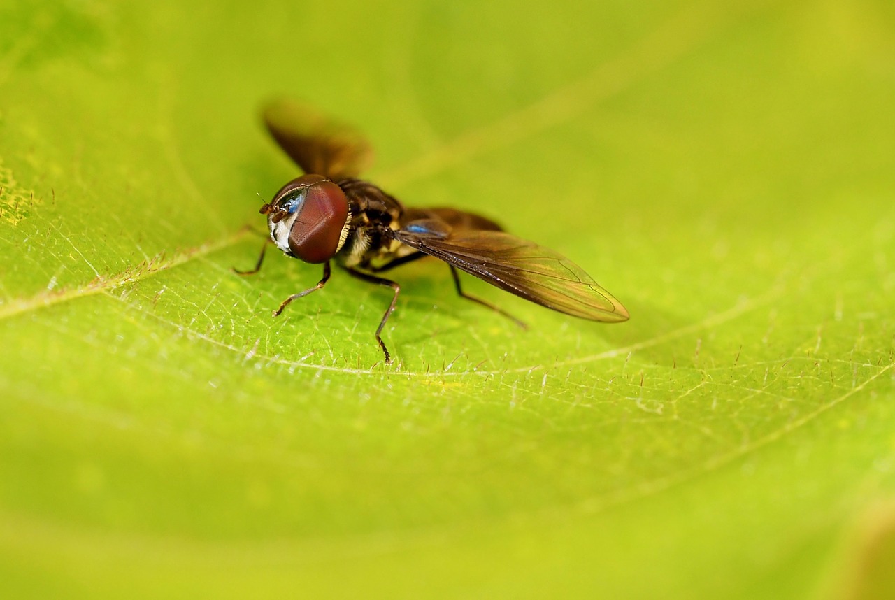 insect fly beronha free photo