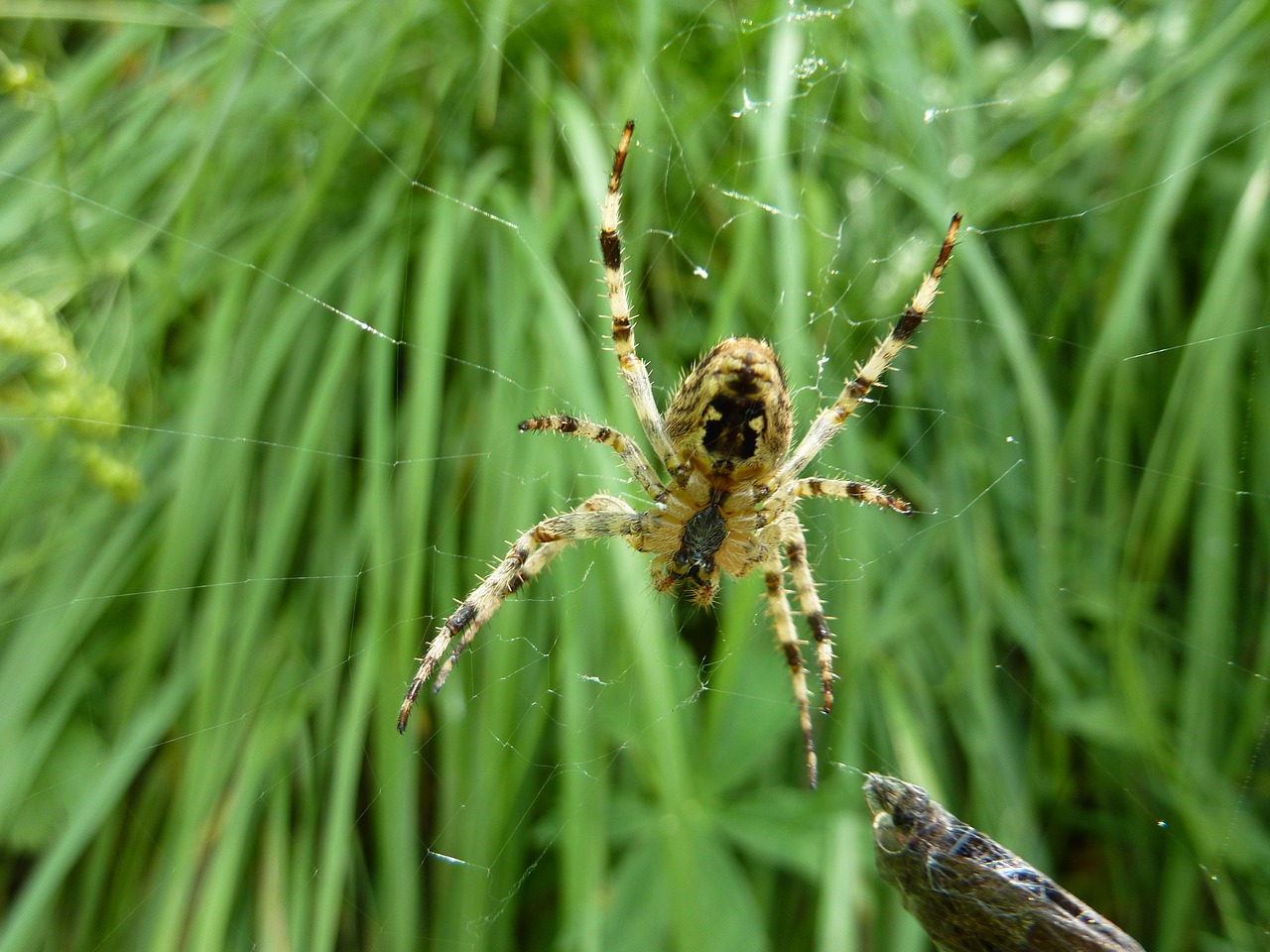 insect nature spider free photo