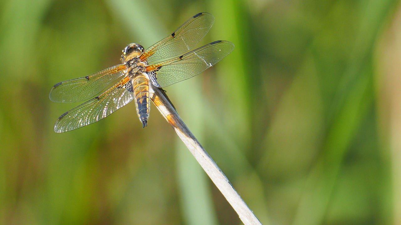 insect dragonfly macro free photo