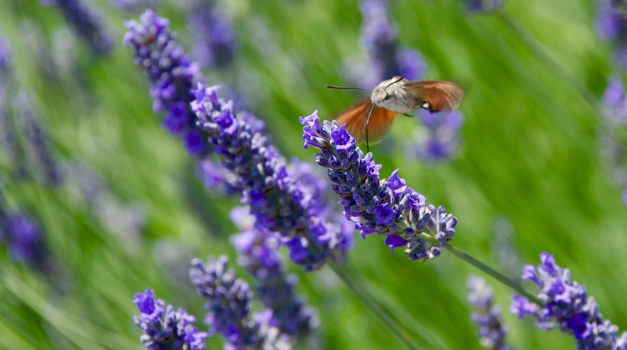 insect italy outdoor free photo