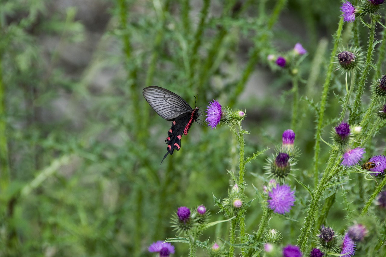 insect butterfly plant free photo