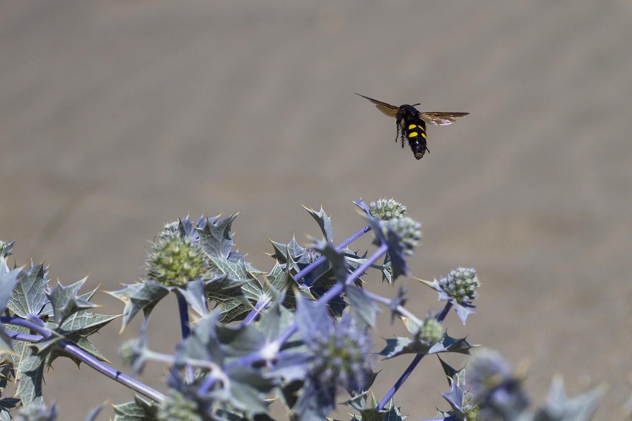 insect wasp type thistle free photo