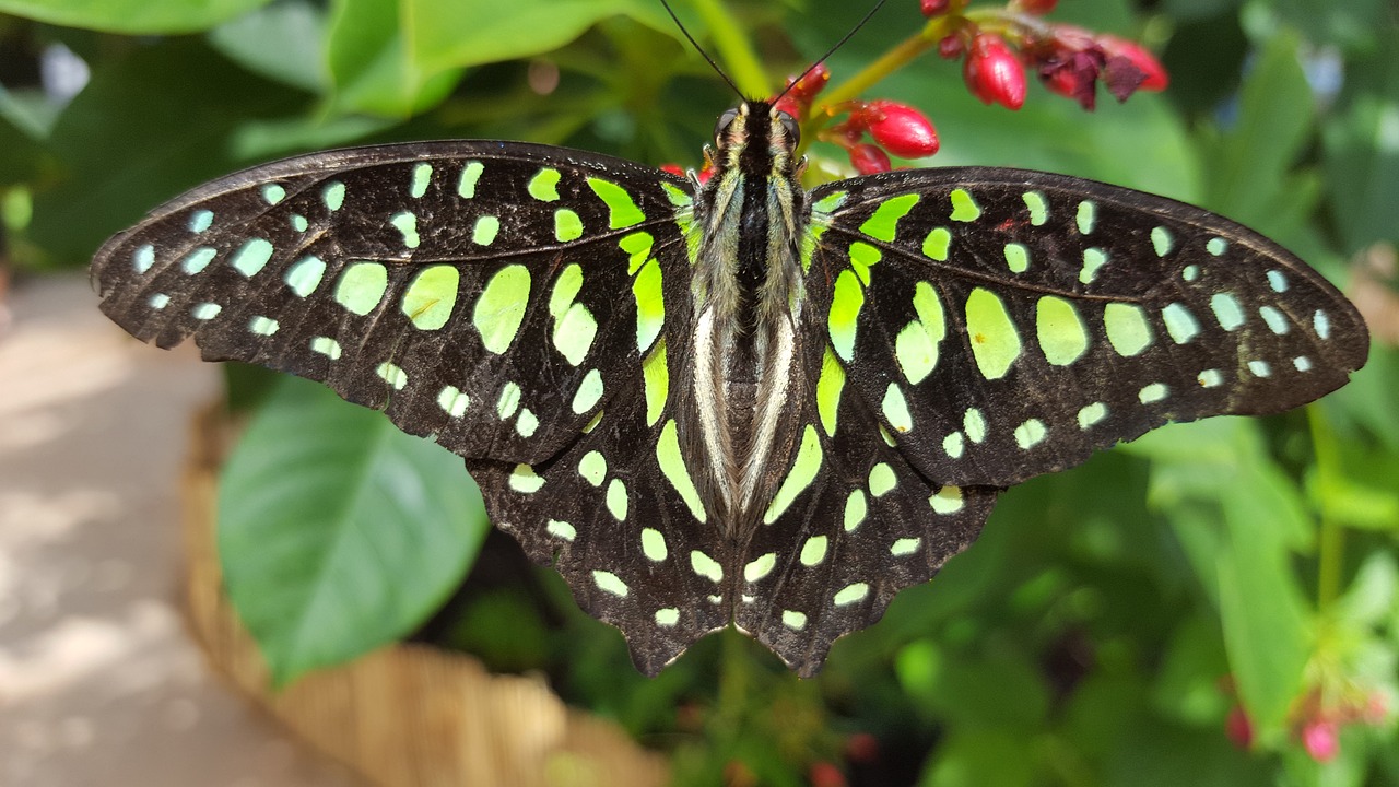 insect butterfly animal free photo