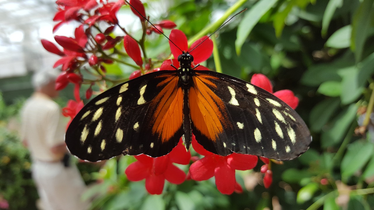 insect butterfly nature free photo