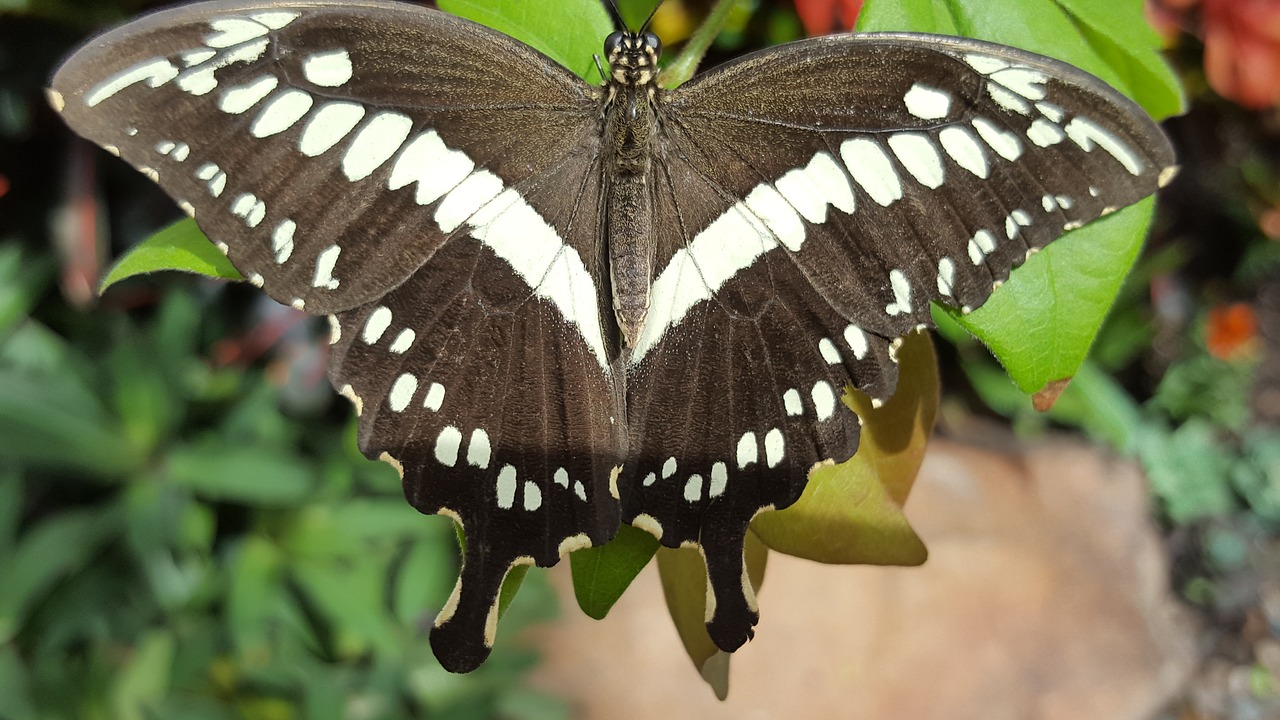 insect butterfly nature free photo