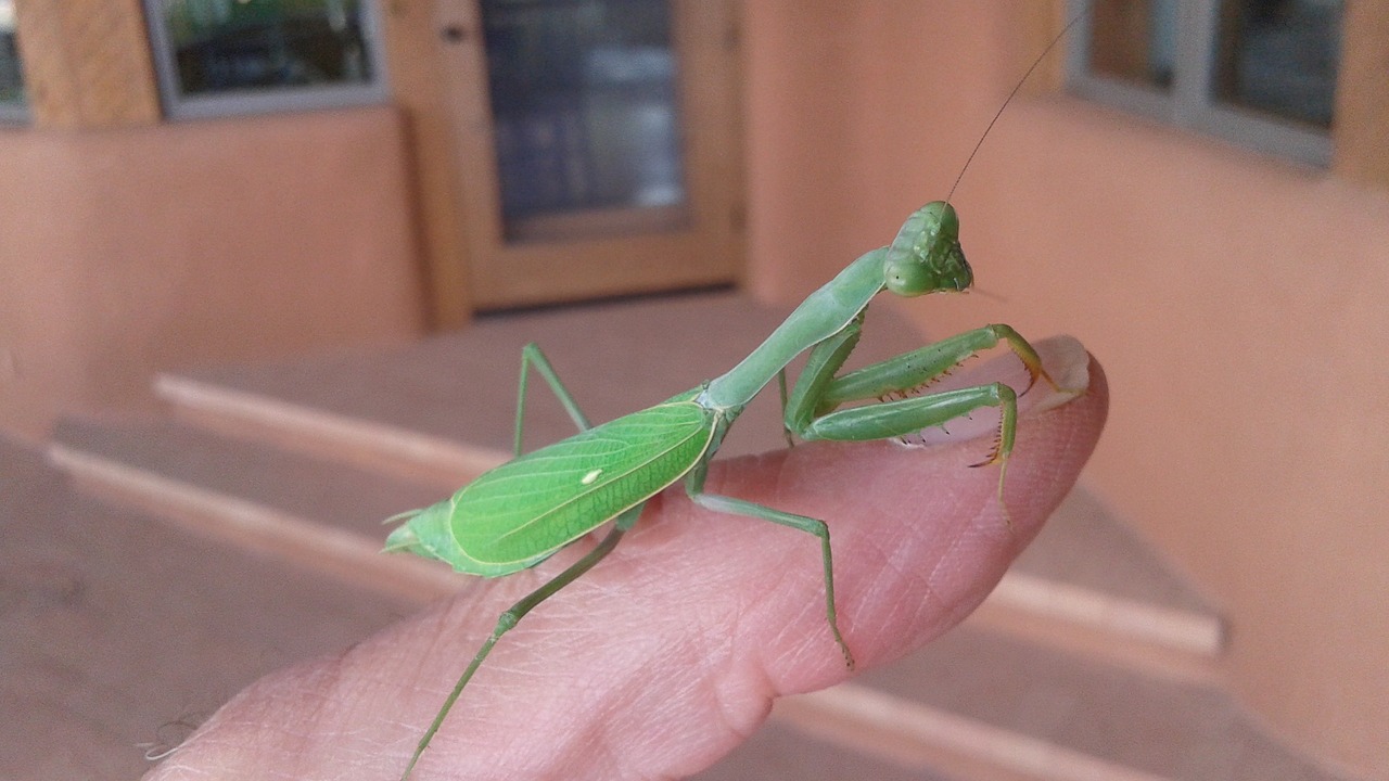 insect praying mantis bug free photo