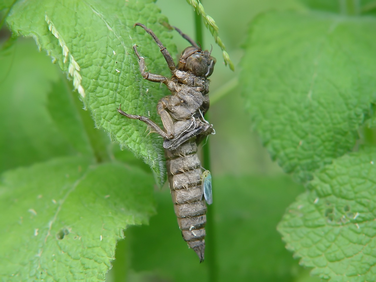 insect larva insectum free photo