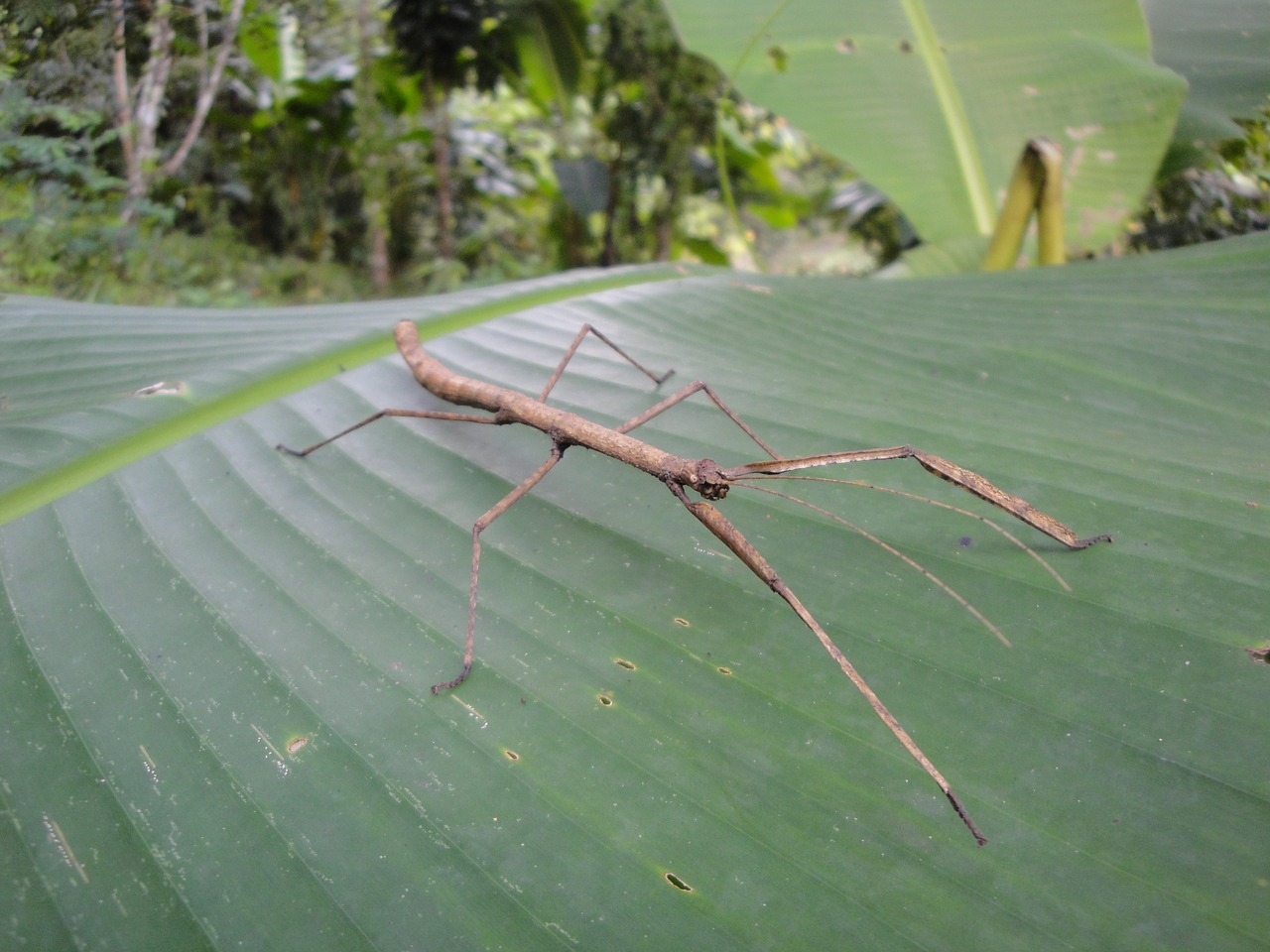 insect nature world free photo