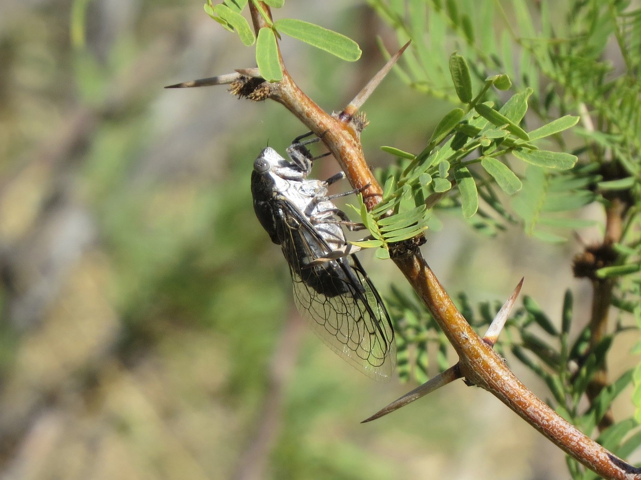 insect macro desert free photo