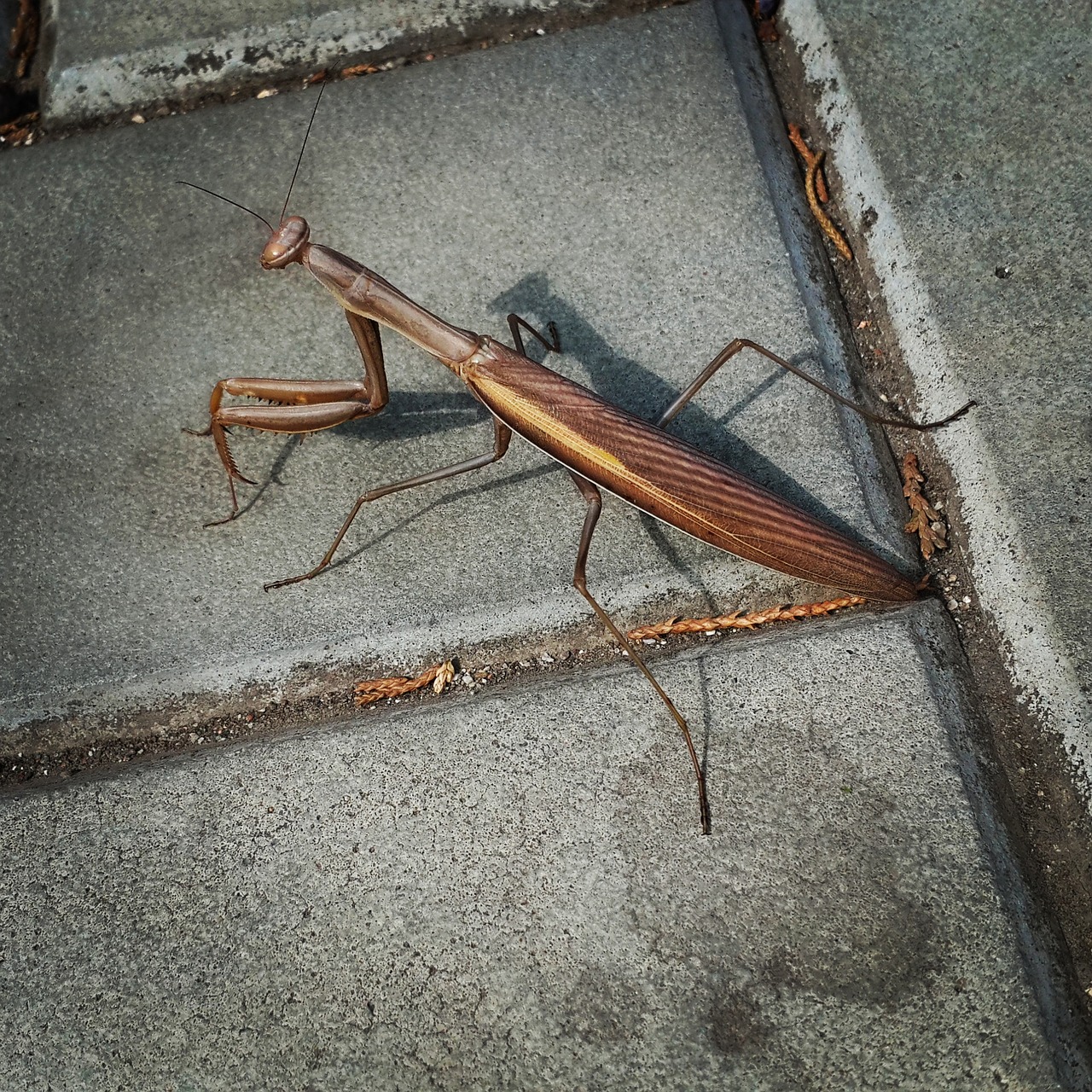 insect praying mantis crimea free photo