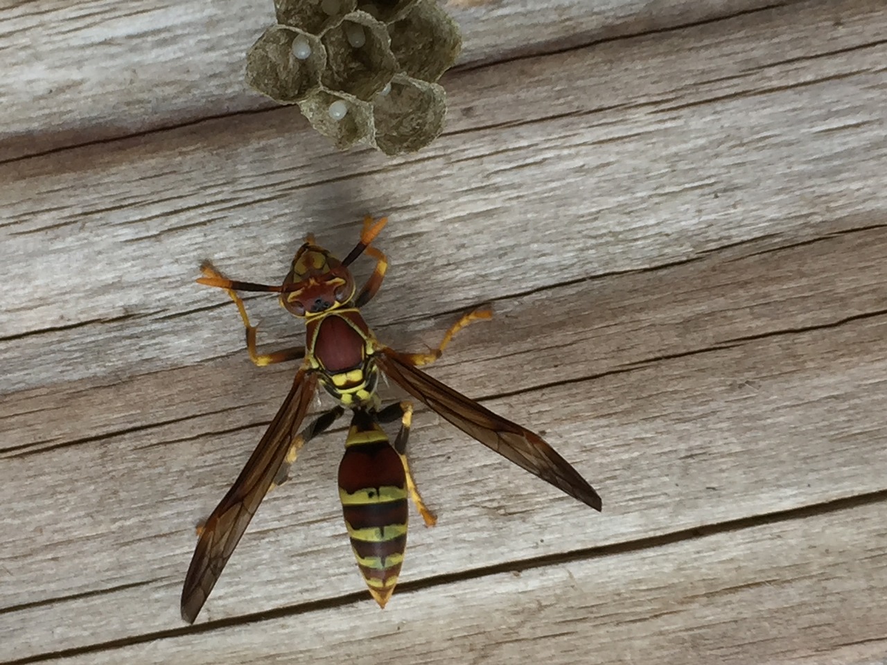insect wasp nest free photo