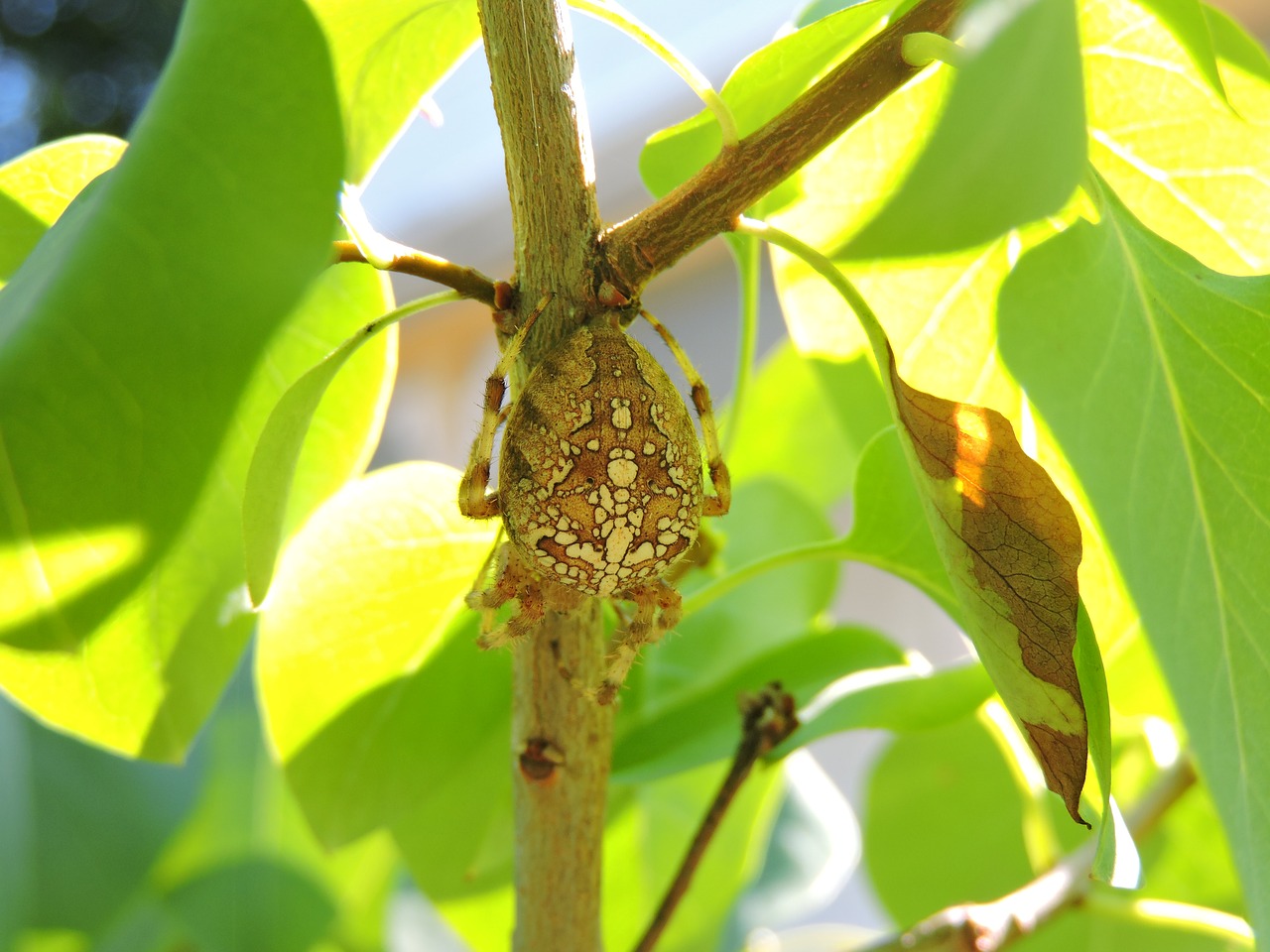 insect nature close up free photo