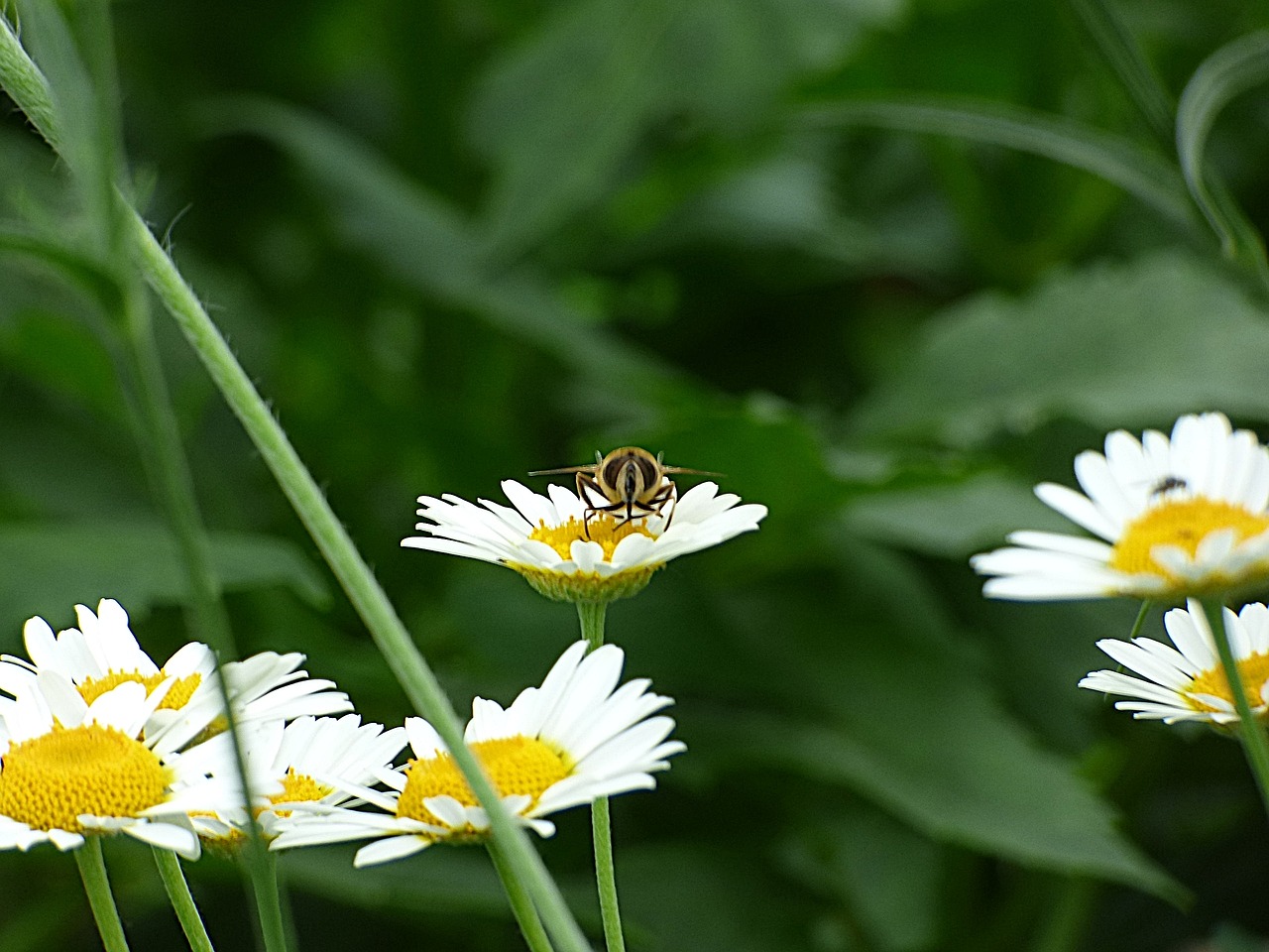 insect bee blossom free photo