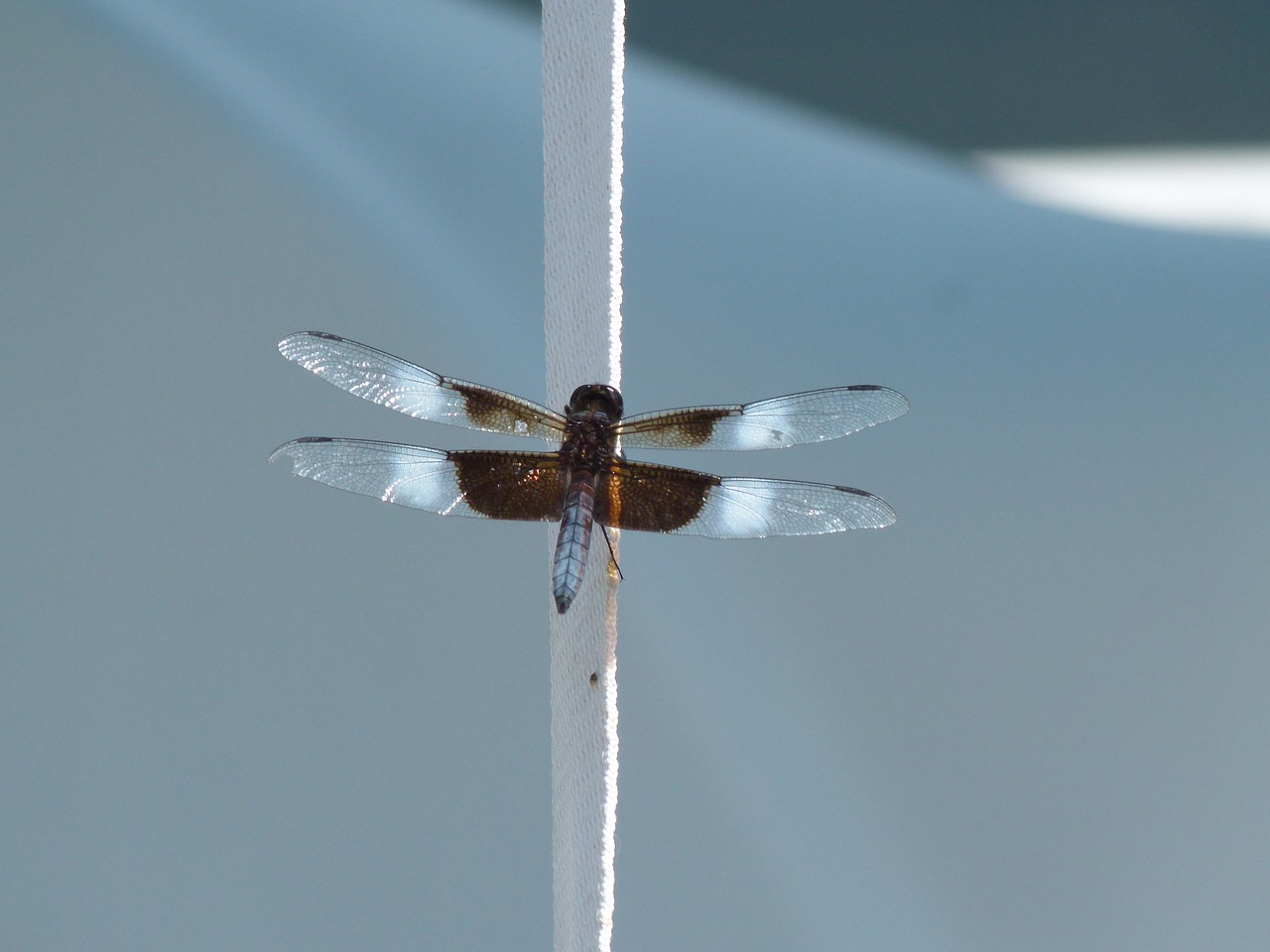 insect dragonfly water bug free photo