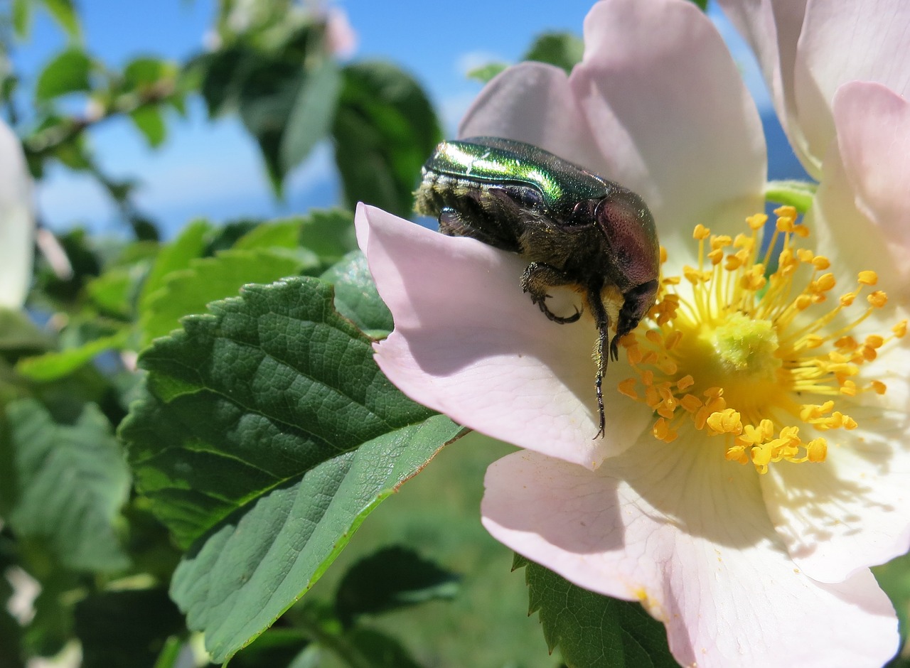 insect blossom bloom free photo