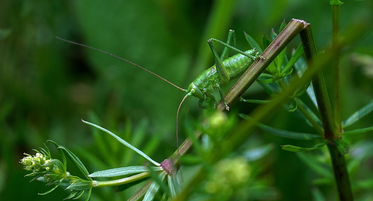 insect green grasshopper free photo