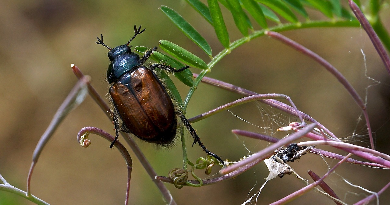 insect beetle nature free photo