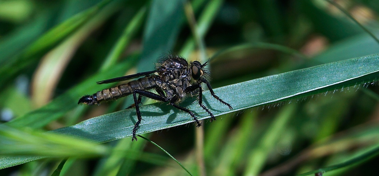 insect blade of grass green free photo