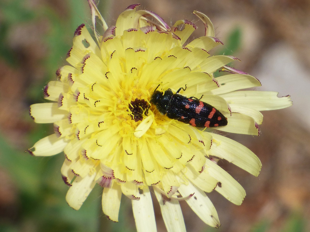 insect flower wild flower free photo