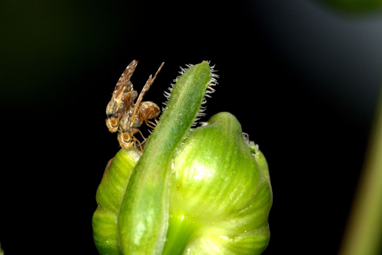 insect pairing small flies free photo