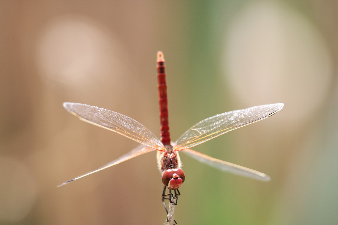 insect wing red free photo