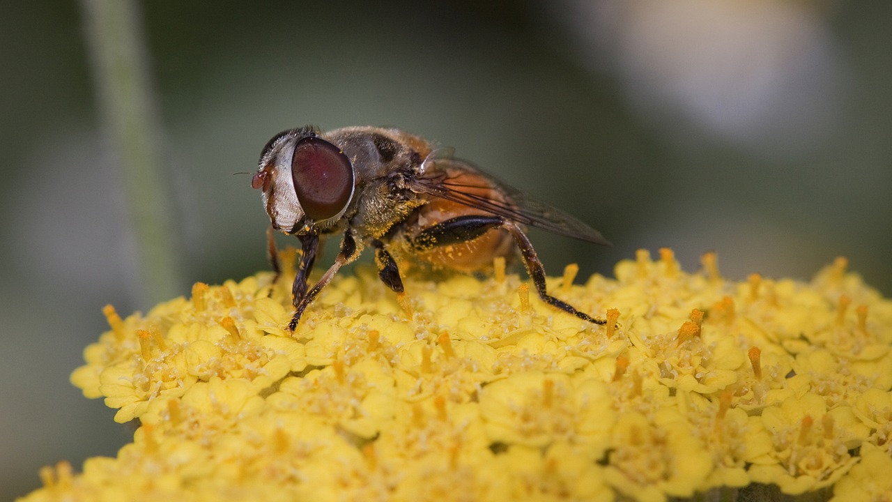 insect nature flower free photo