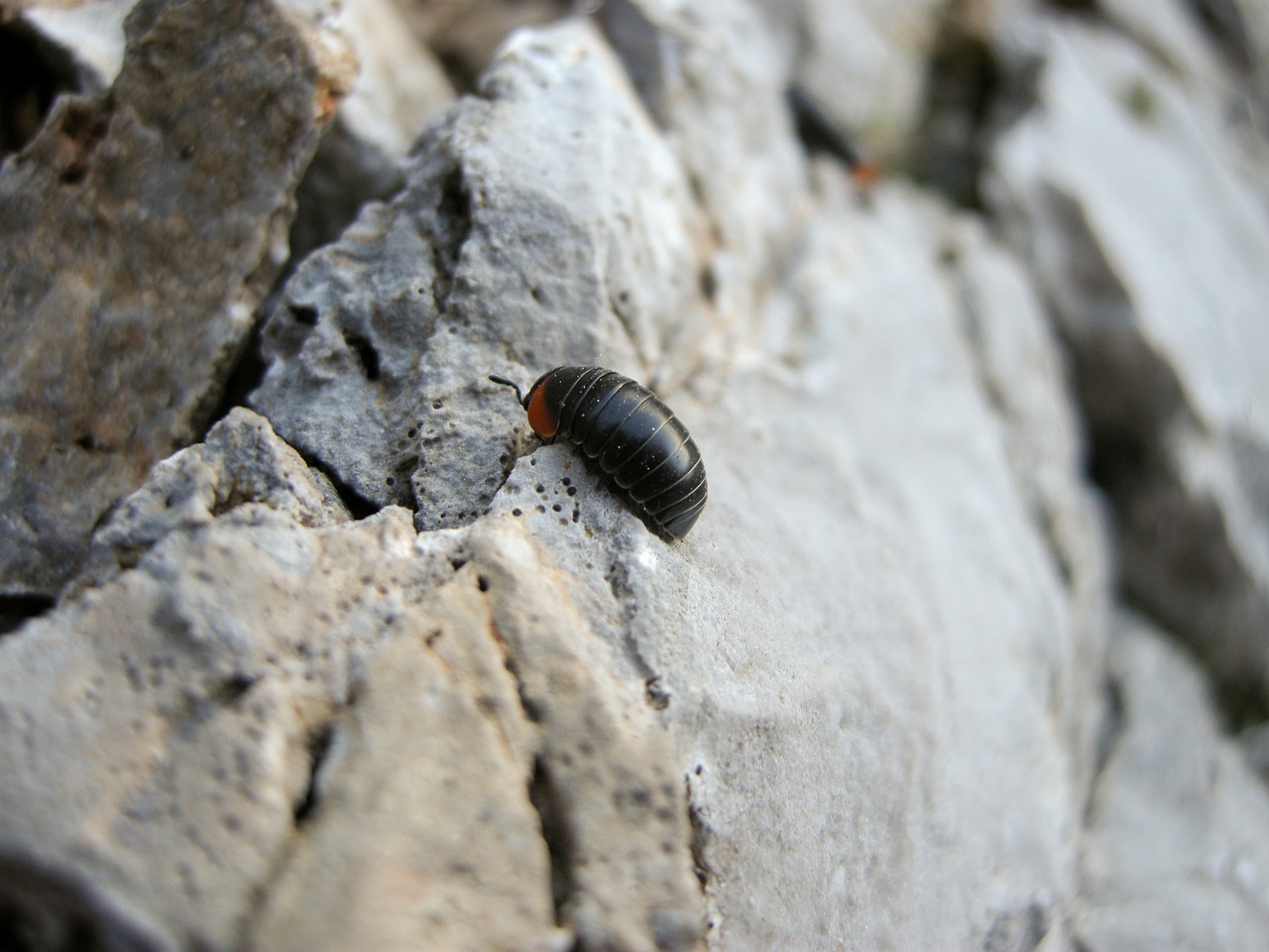 insect rock macro free photo