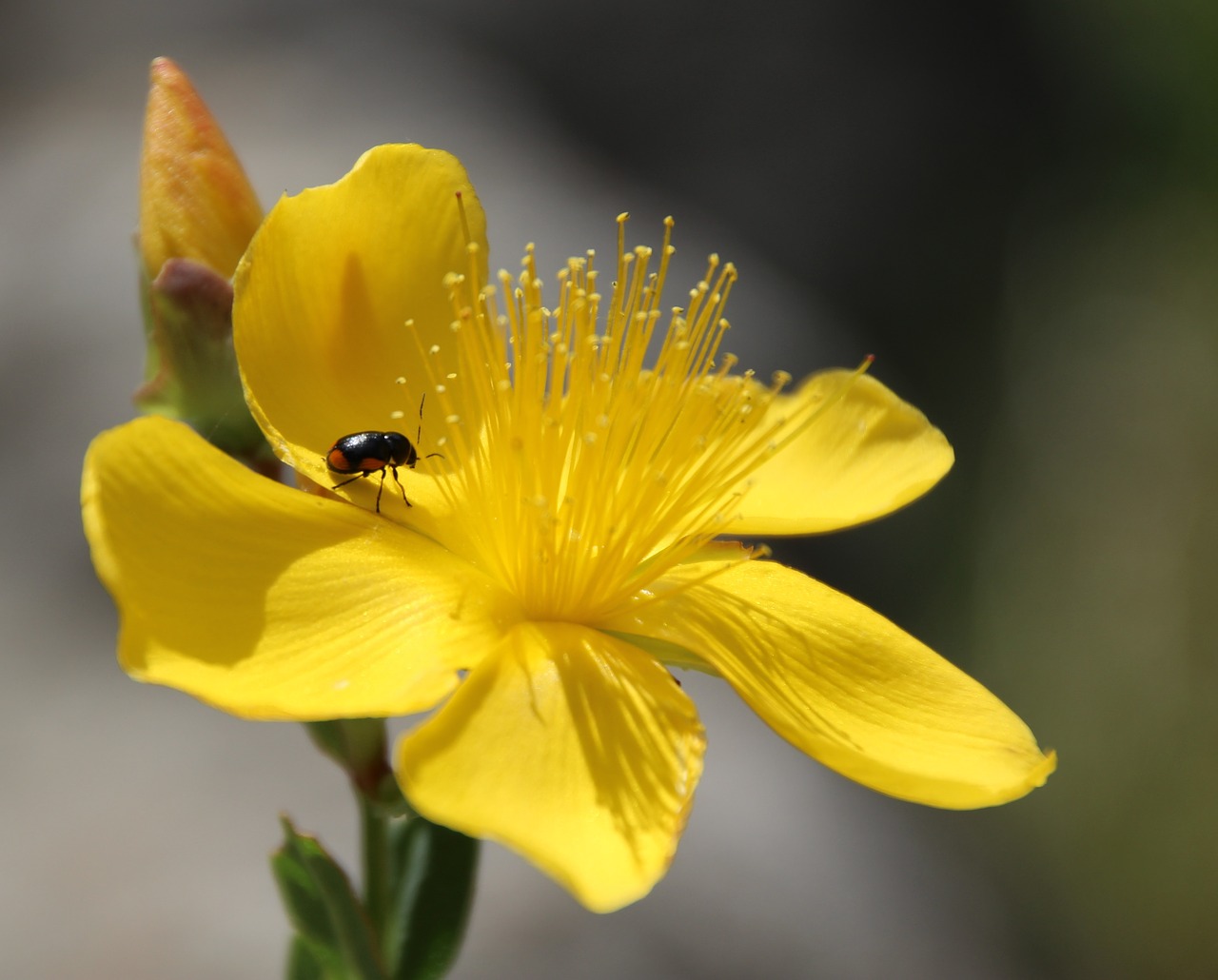 insect blossom bloom free photo