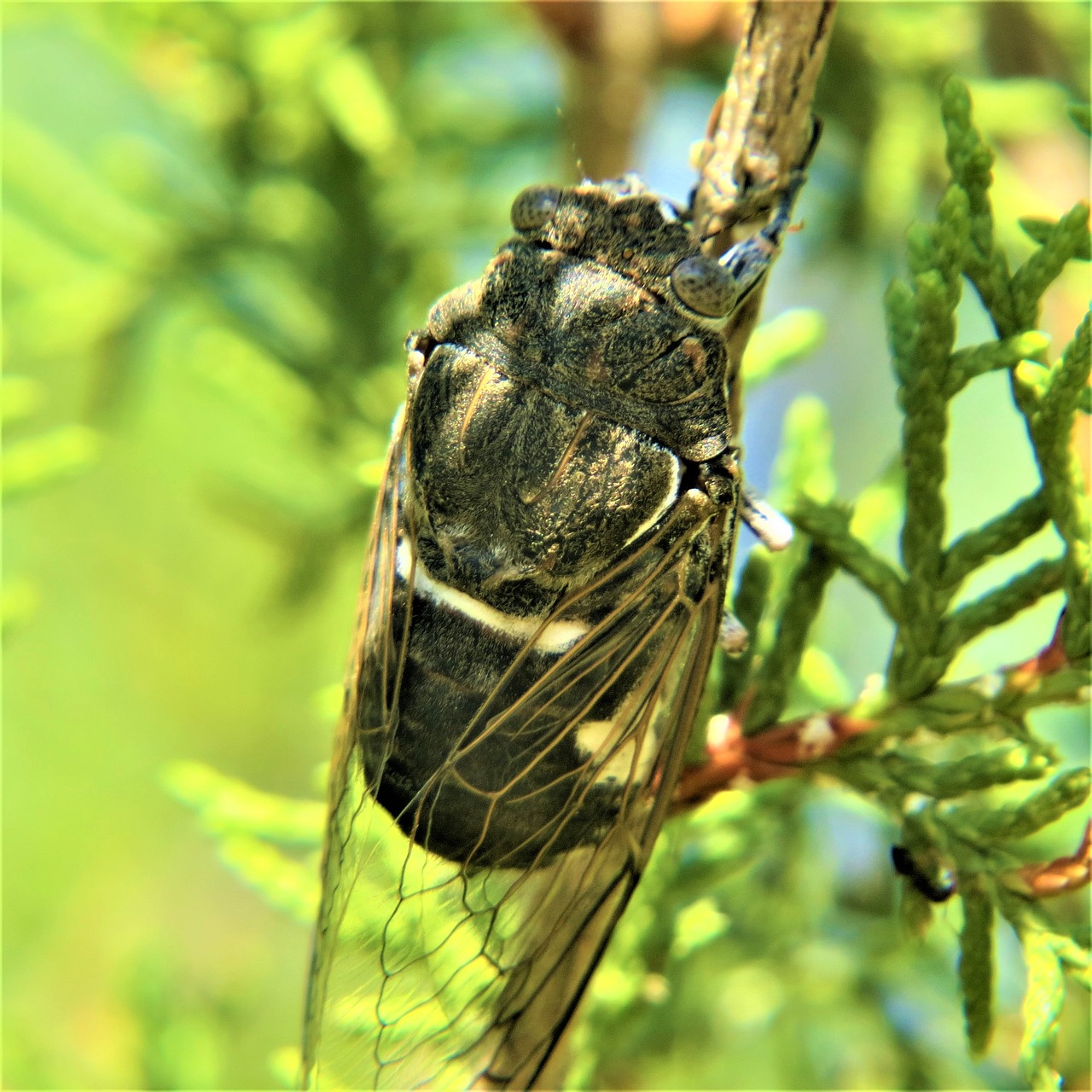 insect cicada hiking free photo