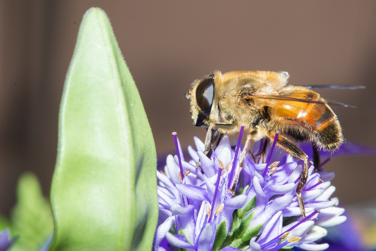 insect bee wasp free photo