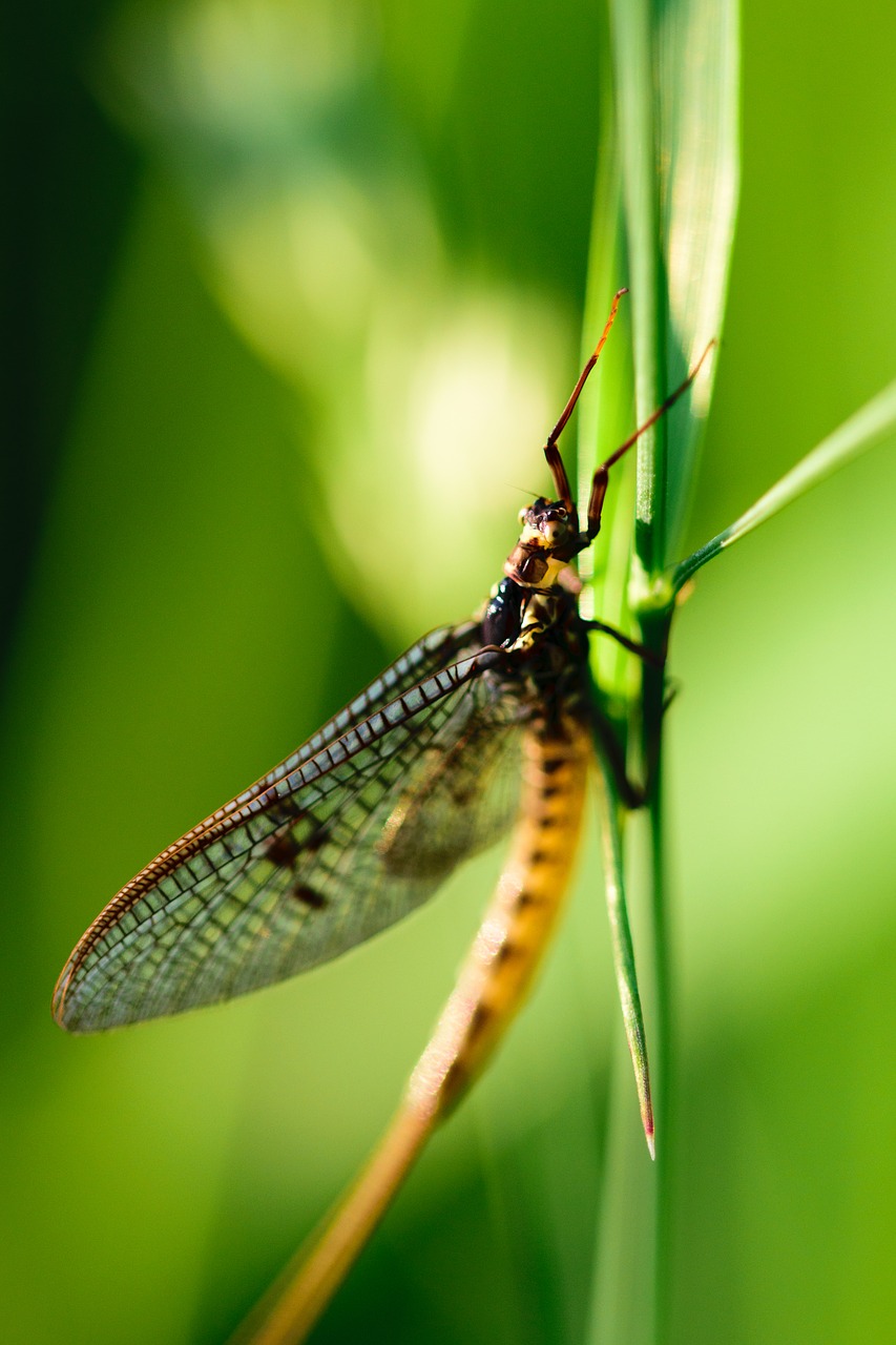 insect dragonfly macro free photo