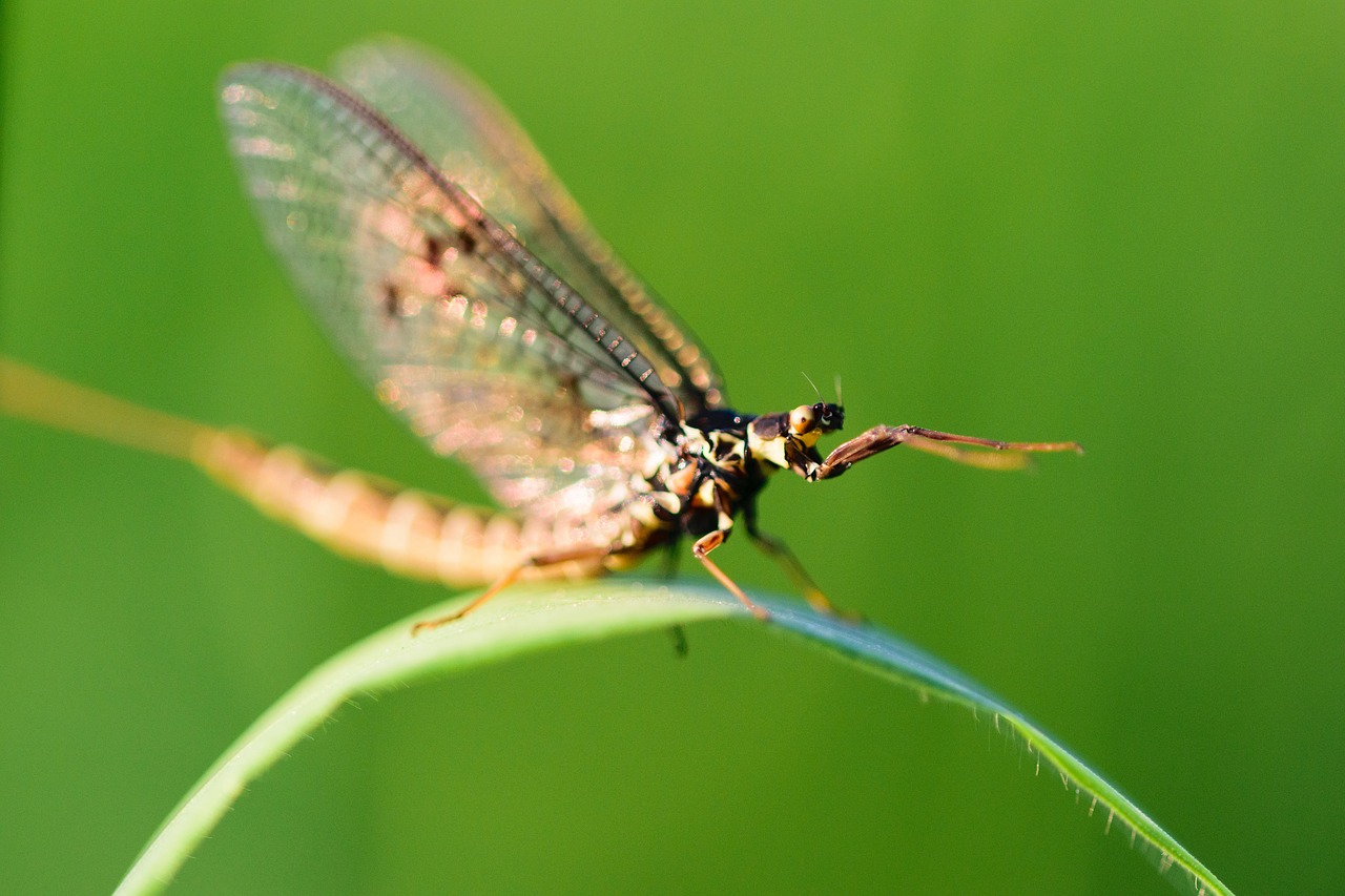 insect dragonfly macro free photo