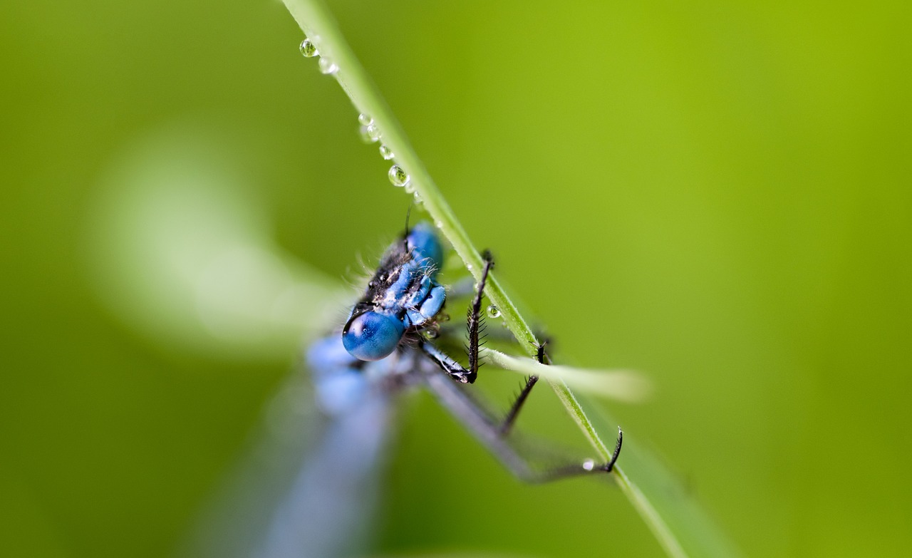 insect dragonfly macro free photo