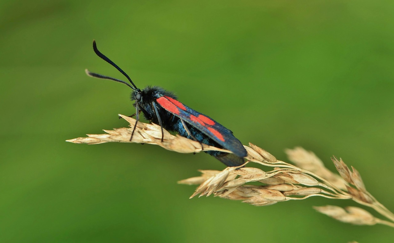 insect nature macro free photo