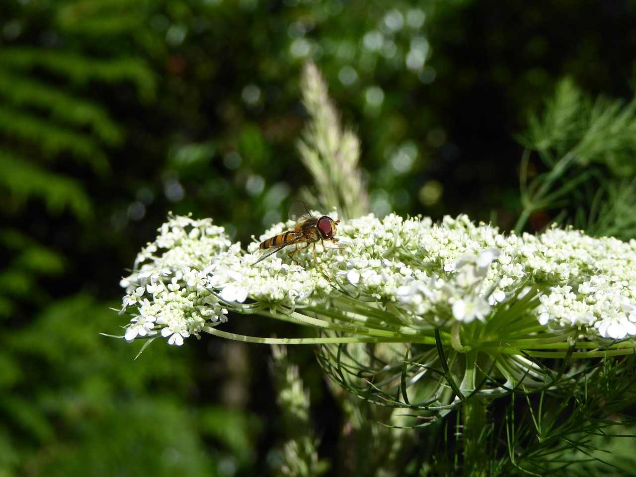 insect fly bee free photo