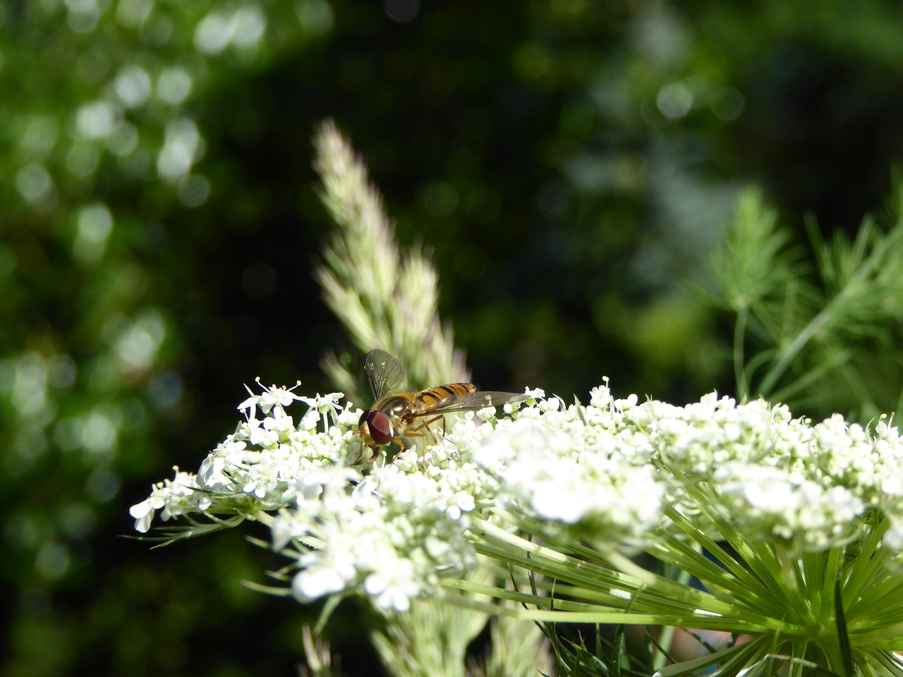 insect fly bee free photo