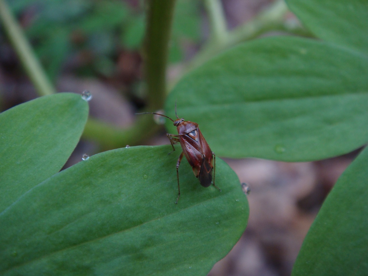 insect bug leaf free photo