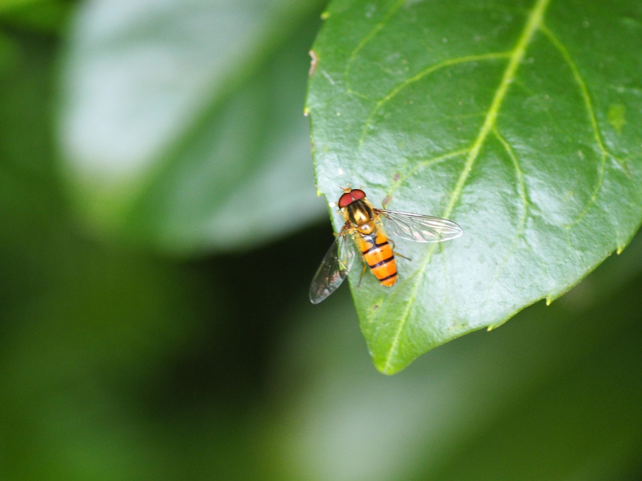 insect leaf green free photo