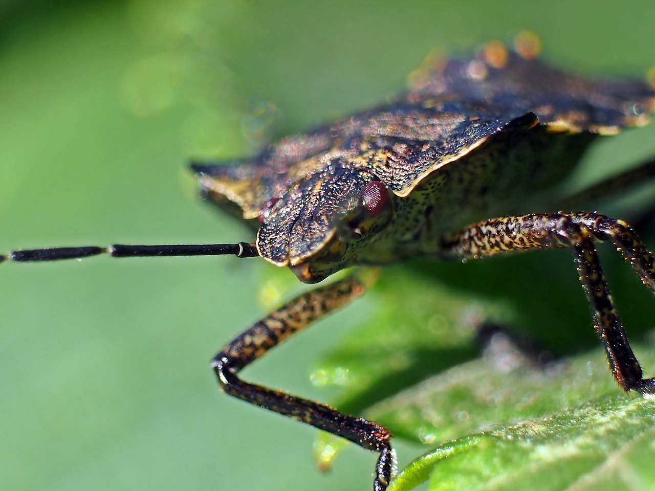 insect bärfis beetle free photo