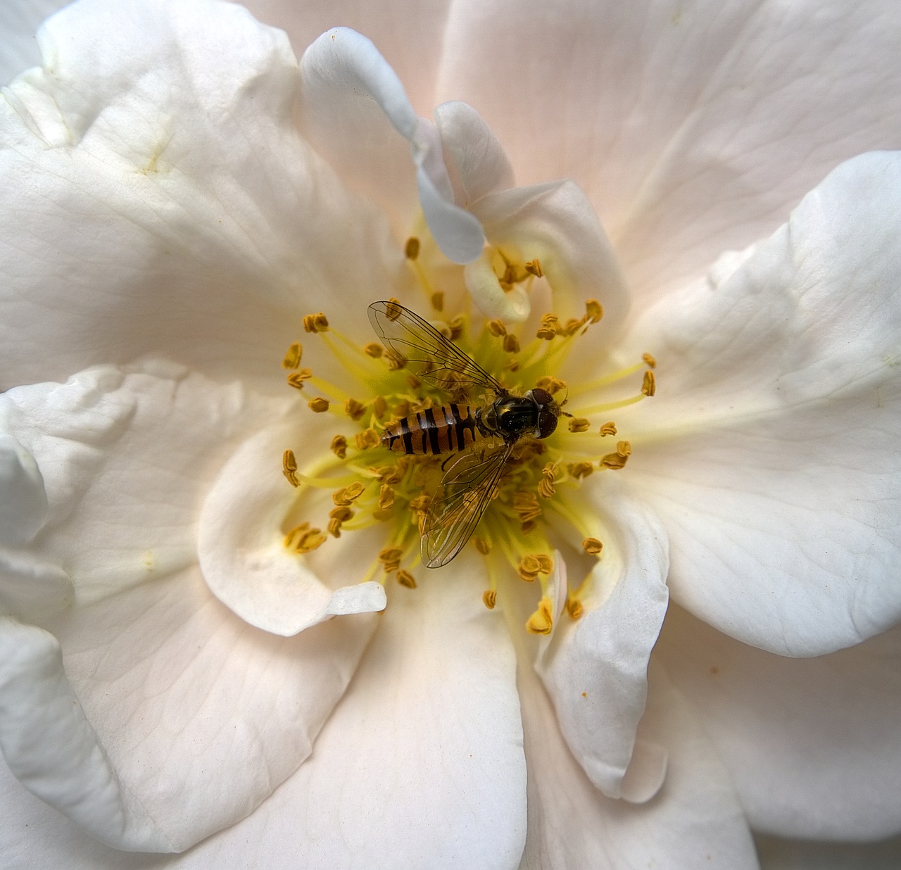 insect hoverfly blossom free photo
