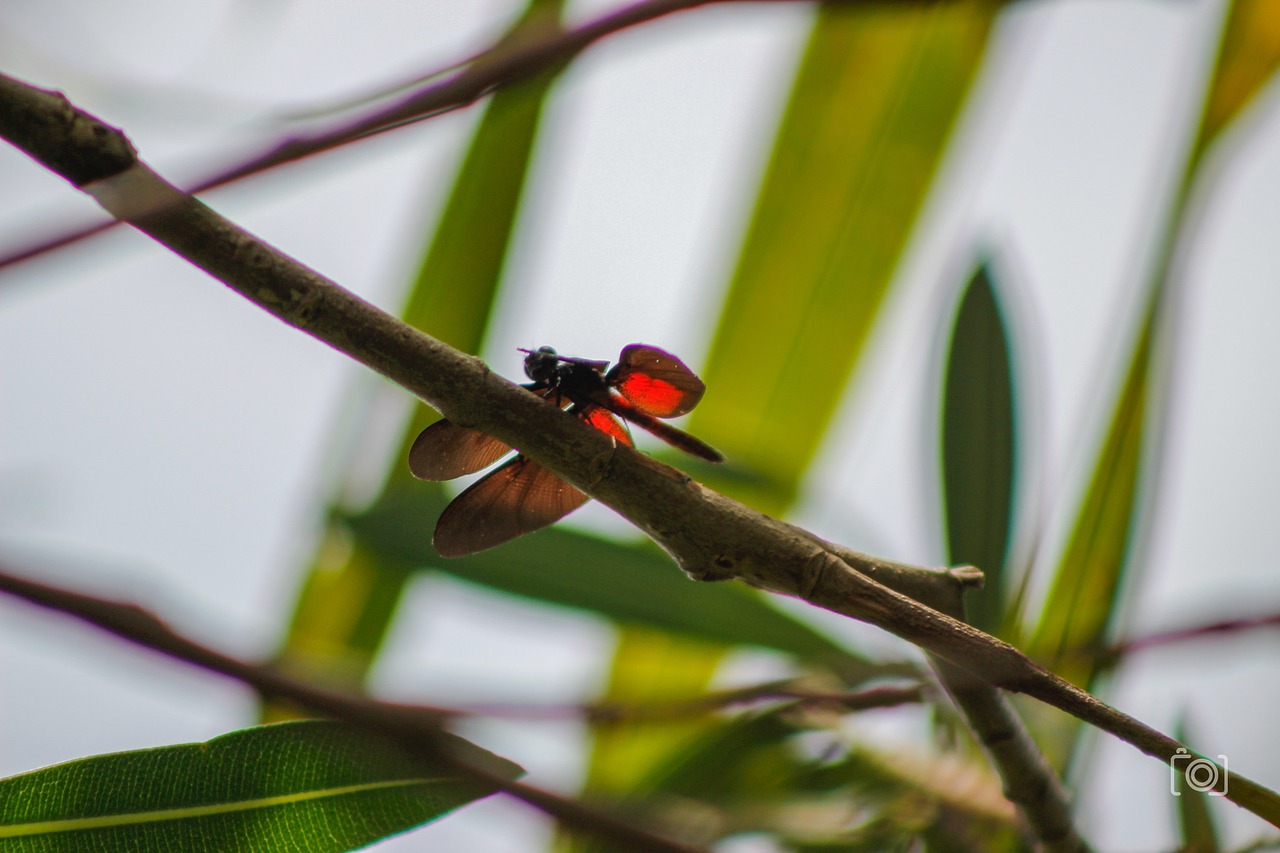 insect dragonfly nature free photo