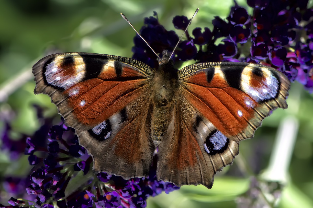 insect butterfly macro free photo